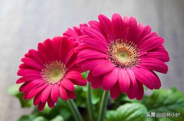 不同品種的菊花花語，千萬別送錯了哦
