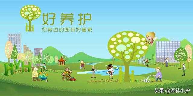不同品種的菊花花語，千萬別送錯了哦