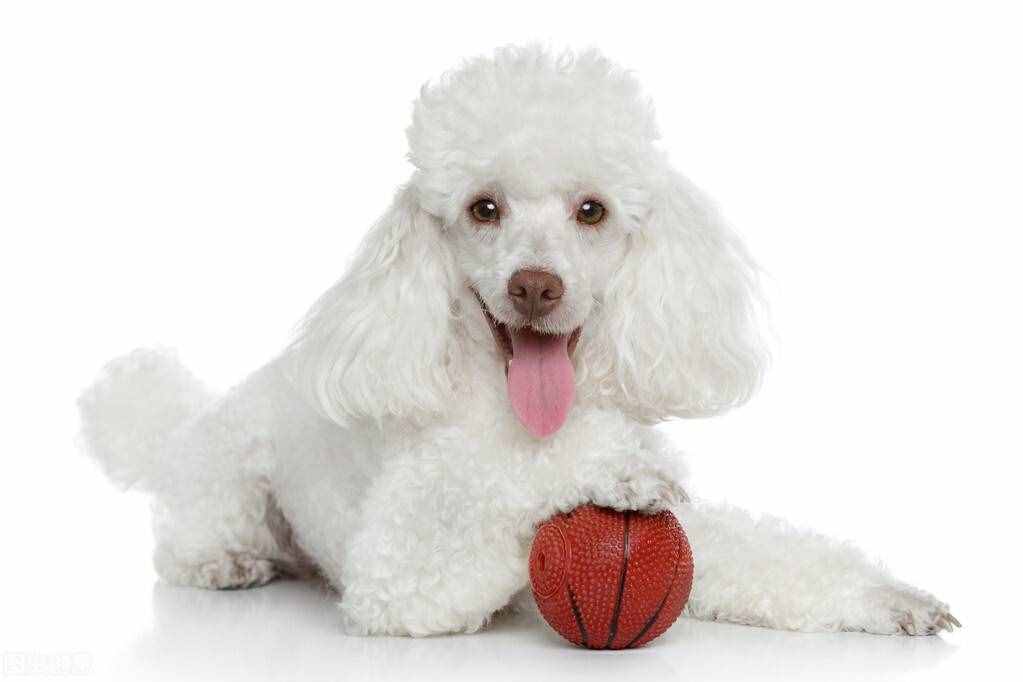 貴賓犬的性格特點、形態(tài)特征及注意事項、養(yǎng)之前你需要了解的知識