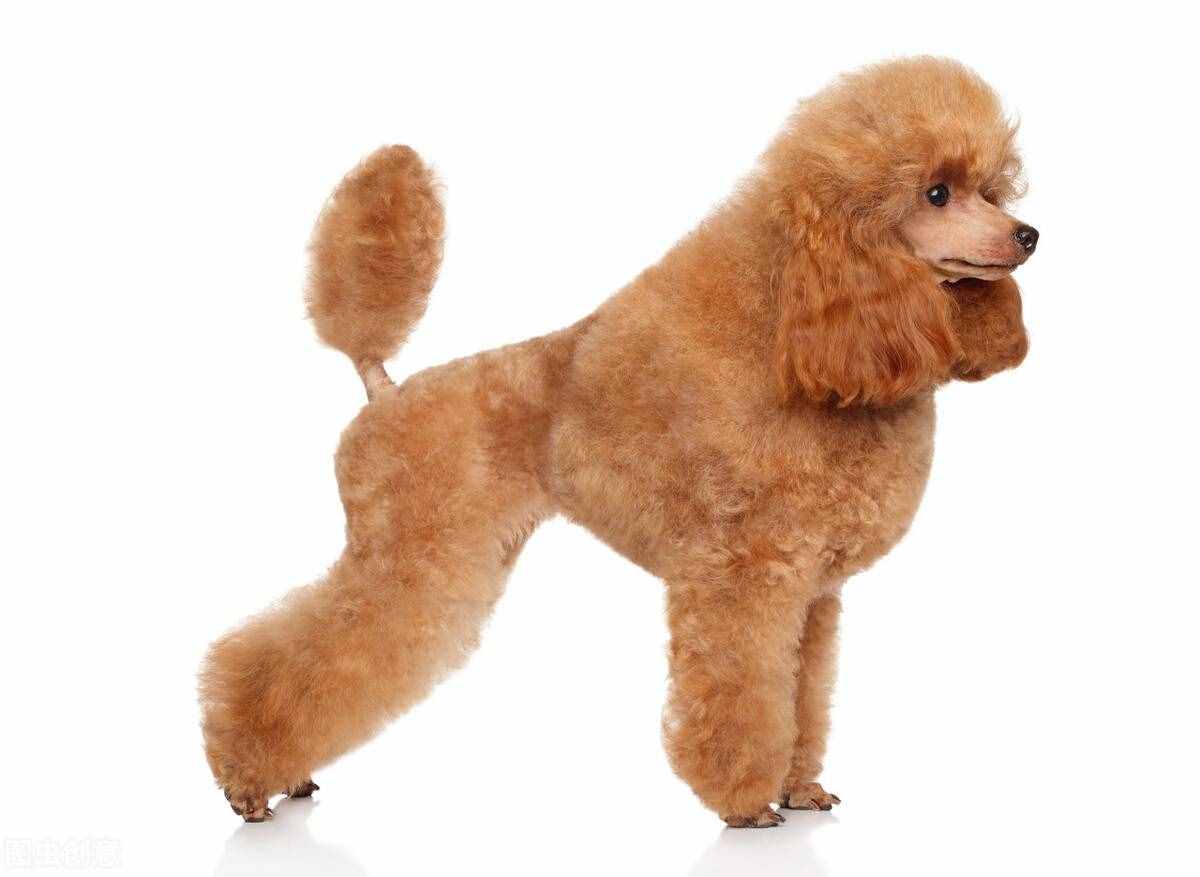 貴賓犬的性格特點、形態(tài)特征及注意事項、養(yǎng)之前你需要了解的知識