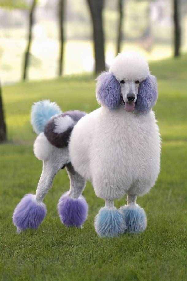 貴賓犬的性格特點、形態(tài)特征及注意事項、養(yǎng)之前你需要了解的知識