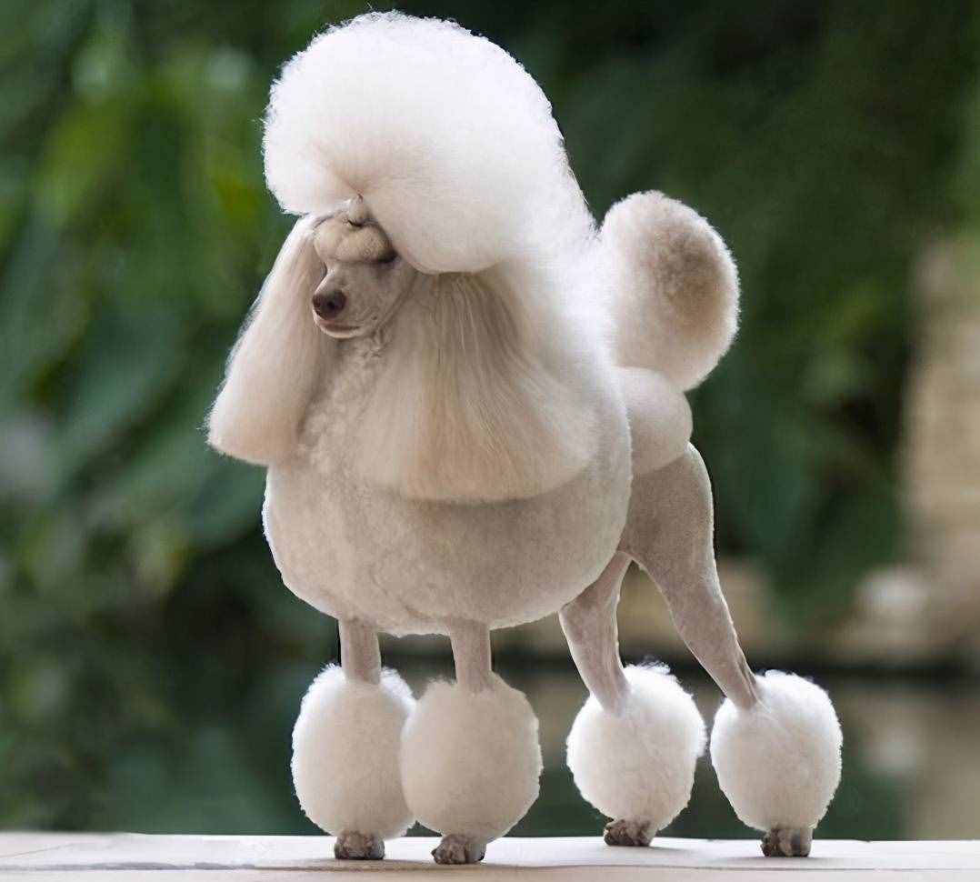貴賓犬的性格特點、形態(tài)特征及注意事項、養(yǎng)之前你需要了解的知識