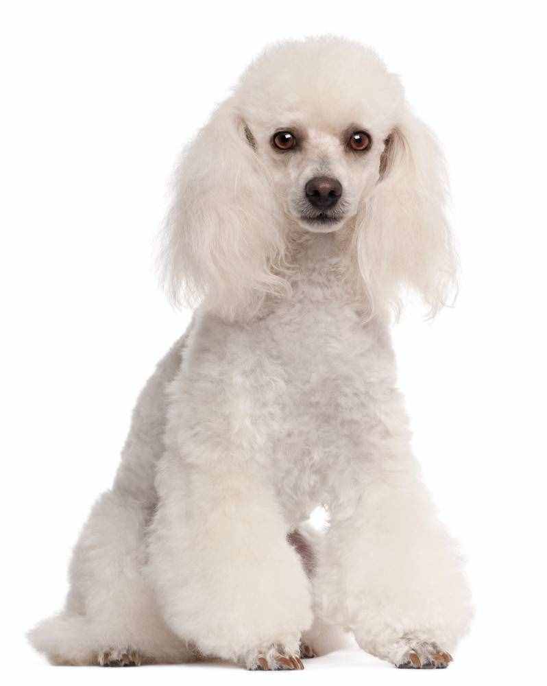 貴賓犬的性格特點、形態(tài)特征及注意事項、養(yǎng)之前你需要了解的知識
