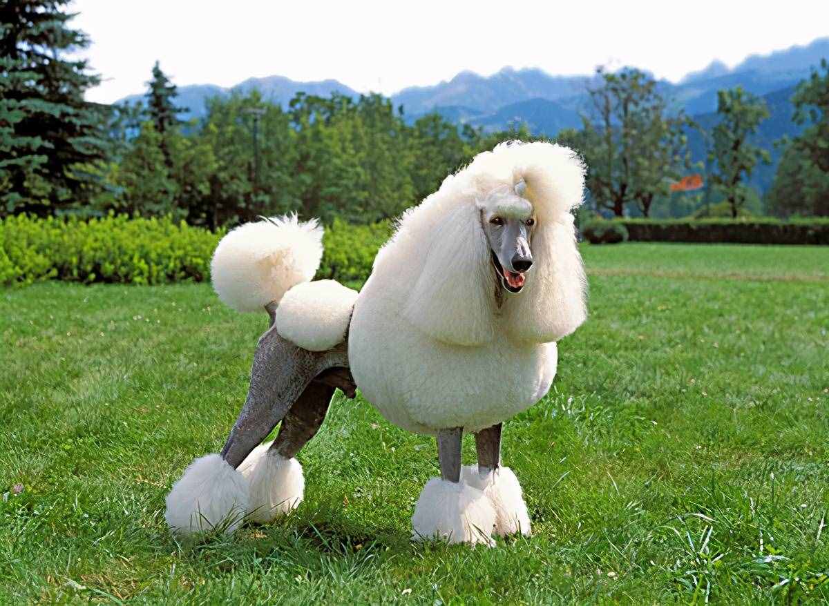 貴賓犬的性格特點、形態(tài)特征及注意事項、養(yǎng)之前你需要了解的知識