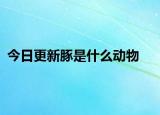 今日更新豚是什么動(dòng)物