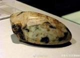 今日更新蟬的資料（蟬在古代稱(chēng)知鳥(niǎo)或麻吉鳥(niǎo)）