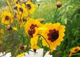 今日更新靜聽(tīng)花開(kāi)的聲音（聆聽(tīng)花開(kāi)的聲音）