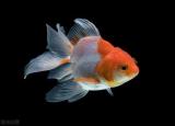 今日更新金魚的飼養(yǎng)方法（金魚怎么養(yǎng)做好這5點）