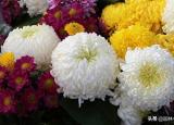 今日更新只愛你的菊花（不同品種的菊花花語）
