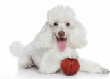 今日更新貴賓犬造型圖片（貴賓犬的性格特點(diǎn)）