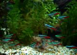 今日更新底部過濾（底濾魚缸放沙子）