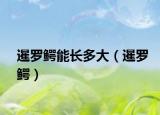 暹羅鱷能長(zhǎng)多大（暹羅鱷）