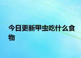 今日更新甲蟲吃什么食物