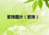 紫珠圖片（紫珠）
