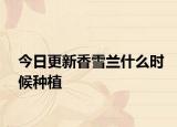 今日更新香雪蘭什么時候種植