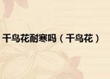 千鳥花耐寒嗎（千鳥花）