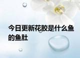 今日更新花膠是什么魚的魚肚