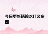 今日更新蟋蟀吃什么東西