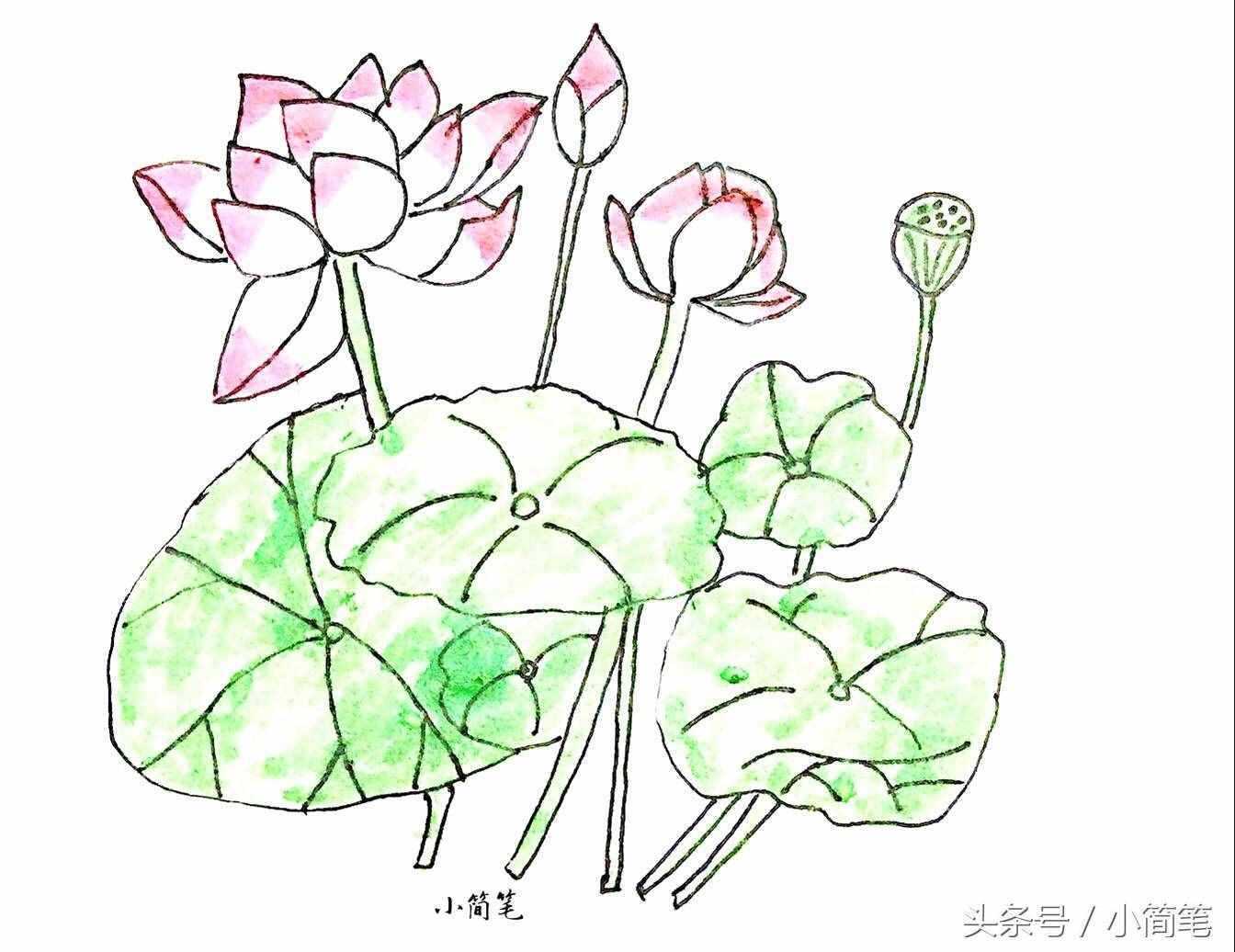育兒簡筆畫 畫幾朵荷花只需3分鐘，敢不敢來挑戰(zhàn)？