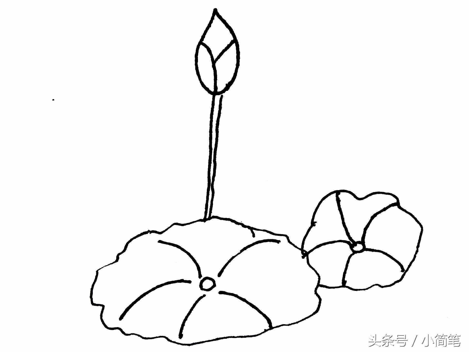 育兒簡筆畫 畫幾朵荷花只需3分鐘，敢不敢來挑戰(zhàn)？