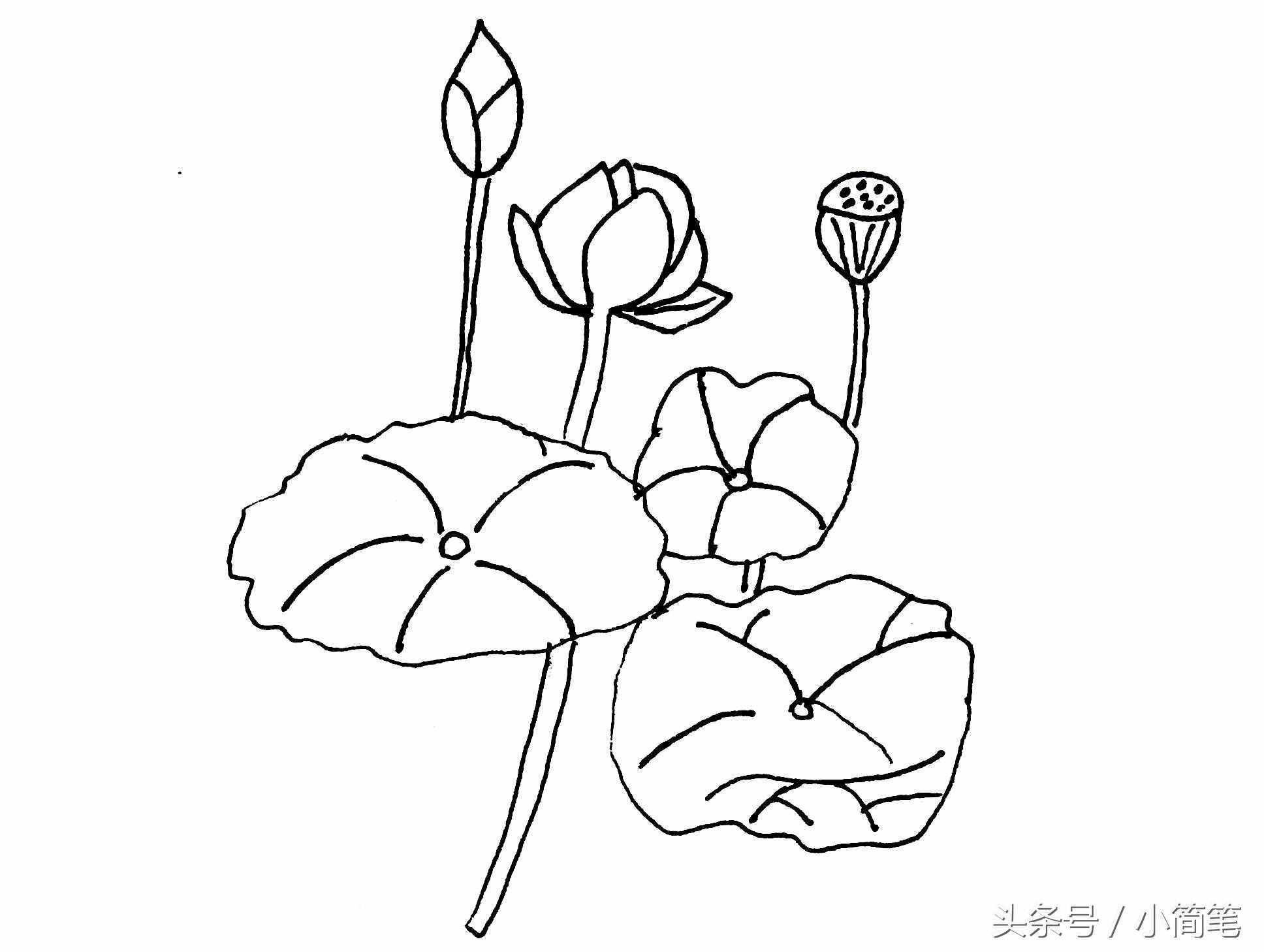 育兒簡筆畫 畫幾朵荷花只需3分鐘，敢不敢來挑戰(zhàn)？