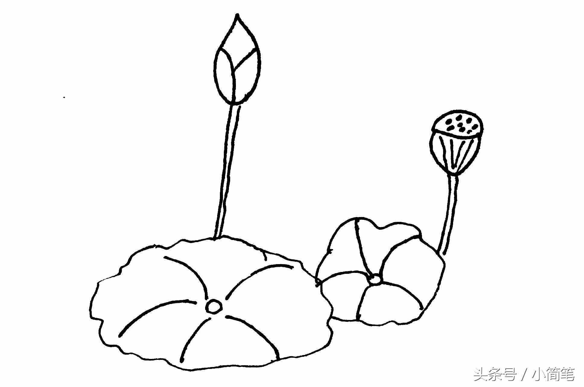 育兒簡筆畫 畫幾朵荷花只需3分鐘，敢不敢來挑戰(zhàn)？