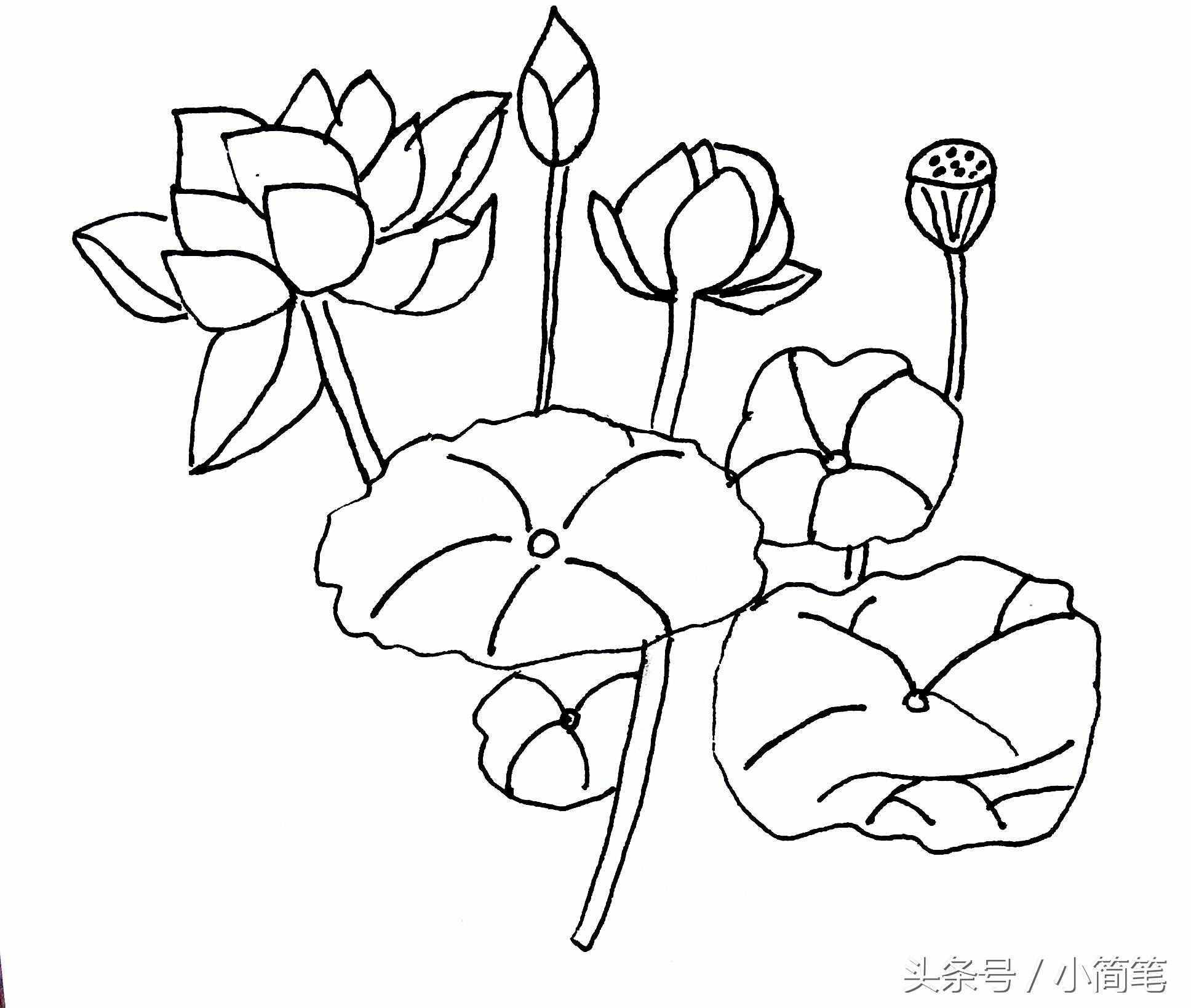 育兒簡筆畫 畫幾朵荷花只需3分鐘，敢不敢來挑戰(zhàn)？