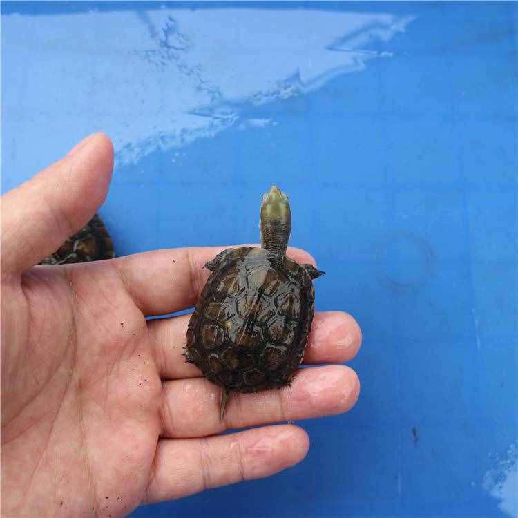 小烏龜怎么養(yǎng)？小烏龜吃什么
