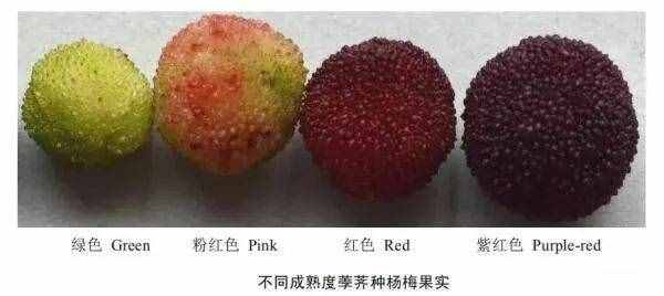 鹽水一泡白色小蟲密密麻麻！楊梅吃還是不吃？醫(yī)生做了個(gè)實(shí)驗(yàn)