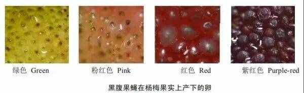 鹽水一泡白色小蟲密密麻麻！楊梅吃還是不吃？醫(yī)生做了個(gè)實(shí)驗(yàn)