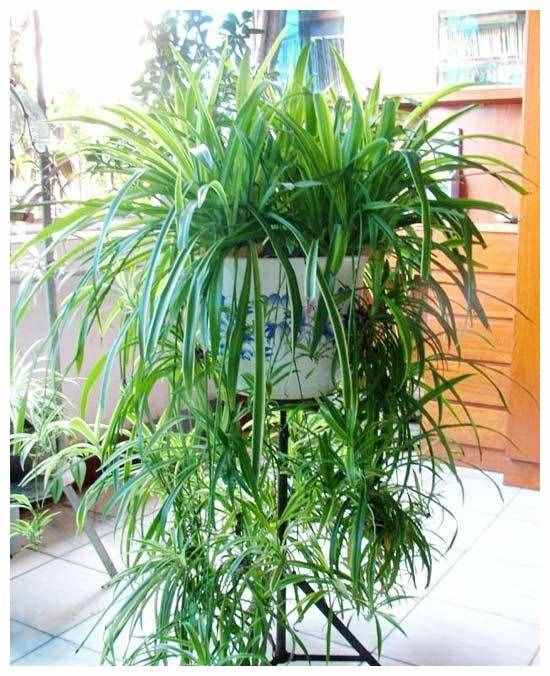 8種“吸毒花”，家里養(yǎng)一盆，廢氣吸光光，凈化空氣一級(jí)棒