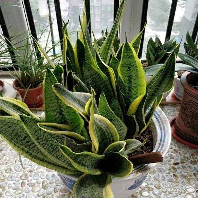 8種“吸毒花”，家里養(yǎng)一盆，廢氣吸光光，凈化空氣一級(jí)棒