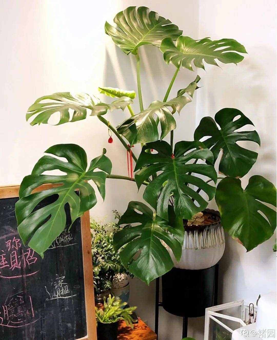 24種花，凈化空氣最厲害，綠蘿竟然倒數(shù)