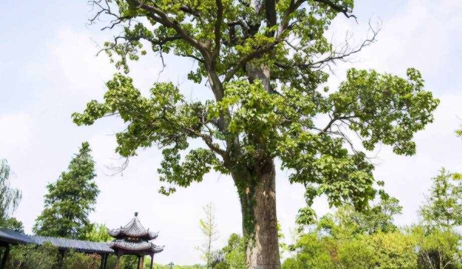 取名喜歡用的“梓”字，到底有什么文化內(nèi)涵？