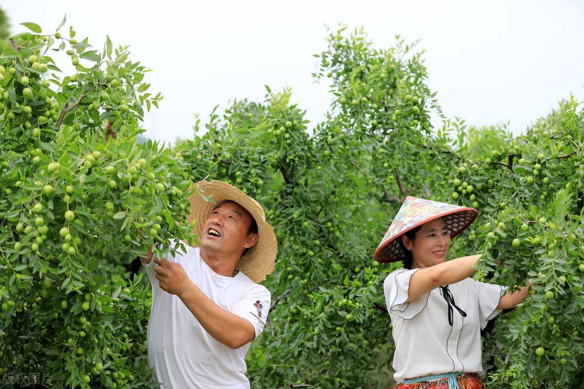 「農(nóng)谷科技微課堂」（原創(chuàng)）棗樹綜合管理技術(shù)（六）