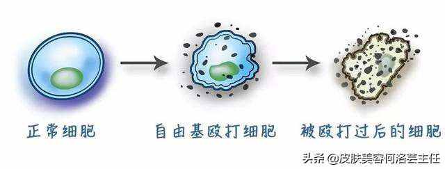 天天在說抗氧化，抗氧化到底是什么？大多數(shù)人沒搞懂它