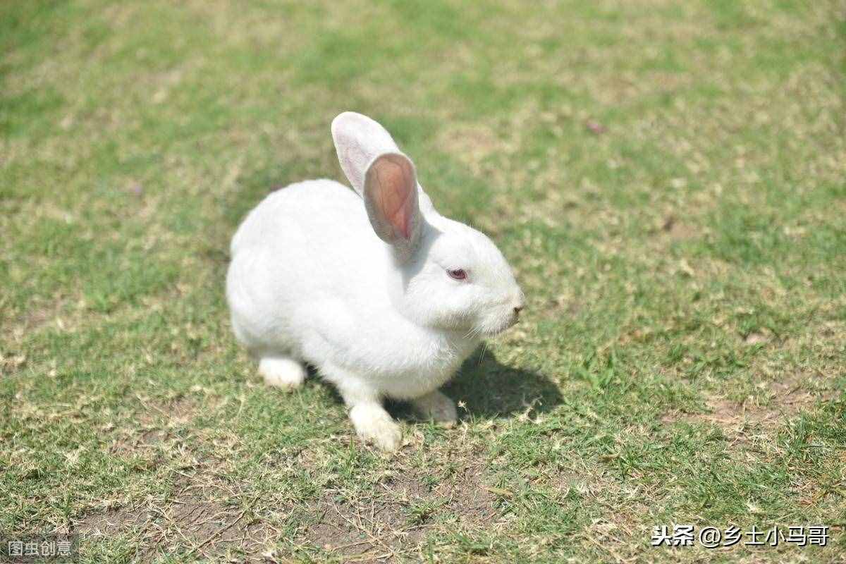 如何正確養(yǎng)兔子，兔子要喝水嗎？