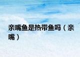 親嘴魚是熱帶魚嗎（親嘴）