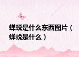 蟬蛻是什么東西圖片（蟬蛻是什么）