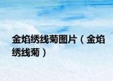 金焰繡線菊圖片（金焰繡線菊）
