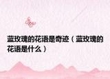 藍(lán)玫瑰的花語是奇跡（藍(lán)玫瑰的花語是什么）