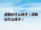 虎鯨長(zhǎng)什么樣子（虎鯨長(zhǎng)什么樣子）