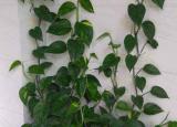 今日更新室內(nèi)凈化空氣植物（8種吸毒花）