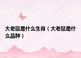 大老鼠是什么生肖（大老鼠是什么品種）