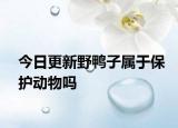 今日更新野鴨子屬于保護(hù)動(dòng)物嗎