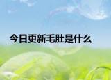 今日更新毛肚是什么