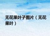 無(wú)花果葉子圖片（無(wú)花果葉）