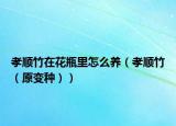 孝順竹在花瓶里怎么養(yǎng)（孝順竹（原變種））