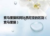 索馬里貓和阿比西尼亞的區(qū)別（索馬里貓）