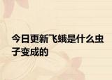 今日更新飛蛾是什么蟲子變成的